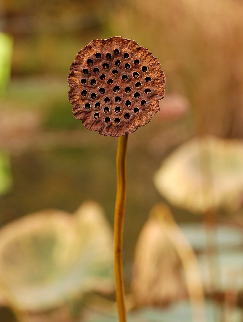 Lotus Altın Broş