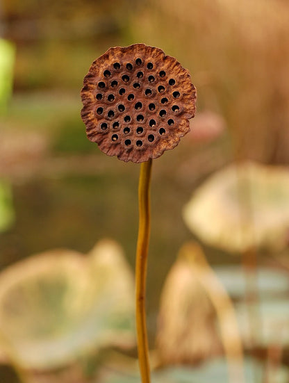 Lotus Altın Broş